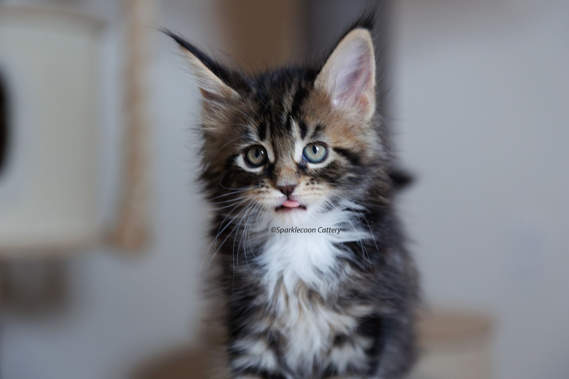 Marzipan - Maine Coon Kitten