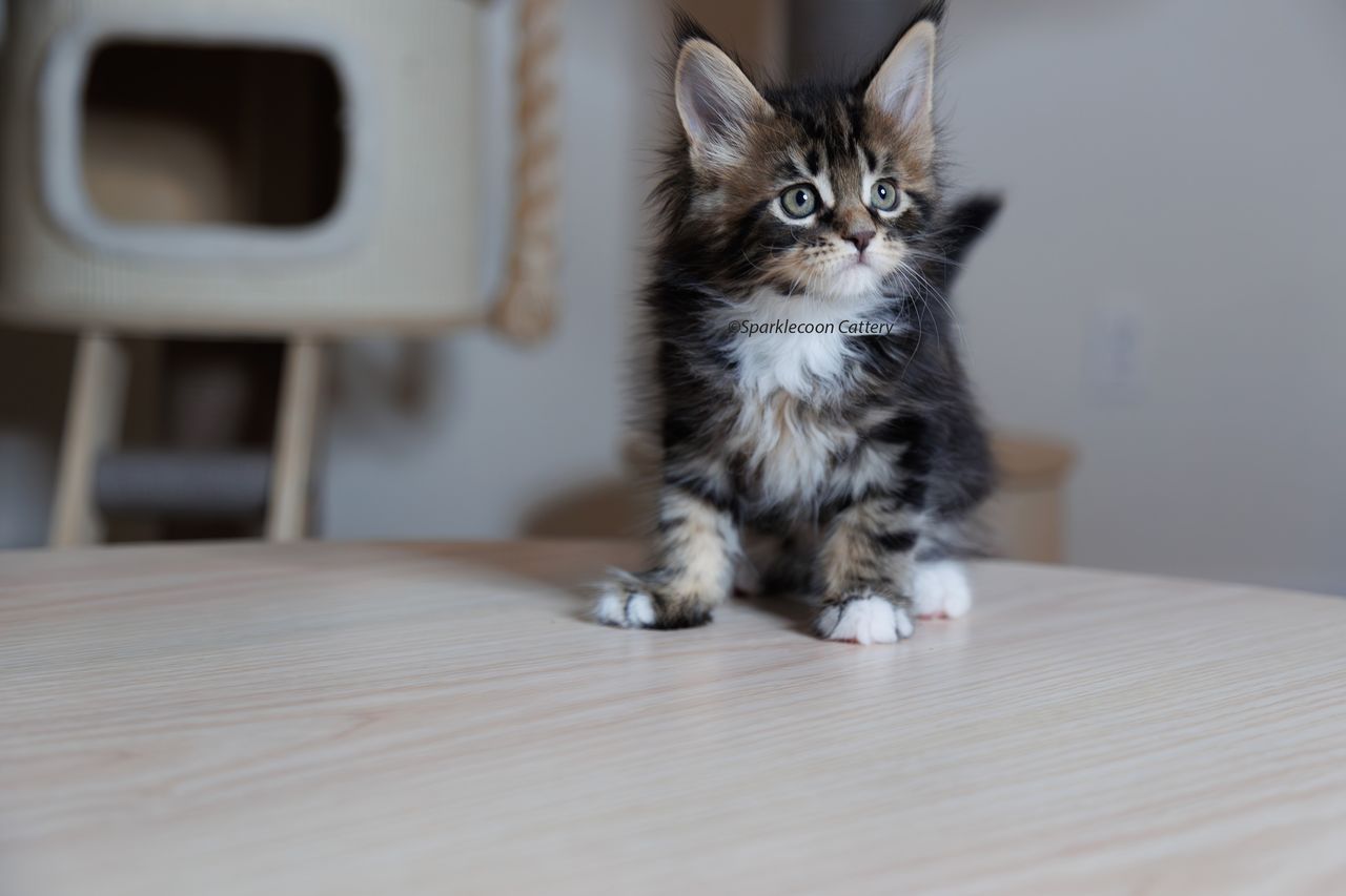 Marzipan - Brown Classic Tabby with White - litter truffle 2023 10 21 sixth born 2 — Maine Coon