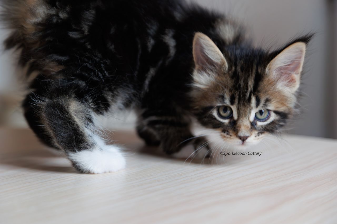 Marzipan - Brown Classic Tabby with White - litter truffle 2023 10 21 sixth born 3 — Maine Coon