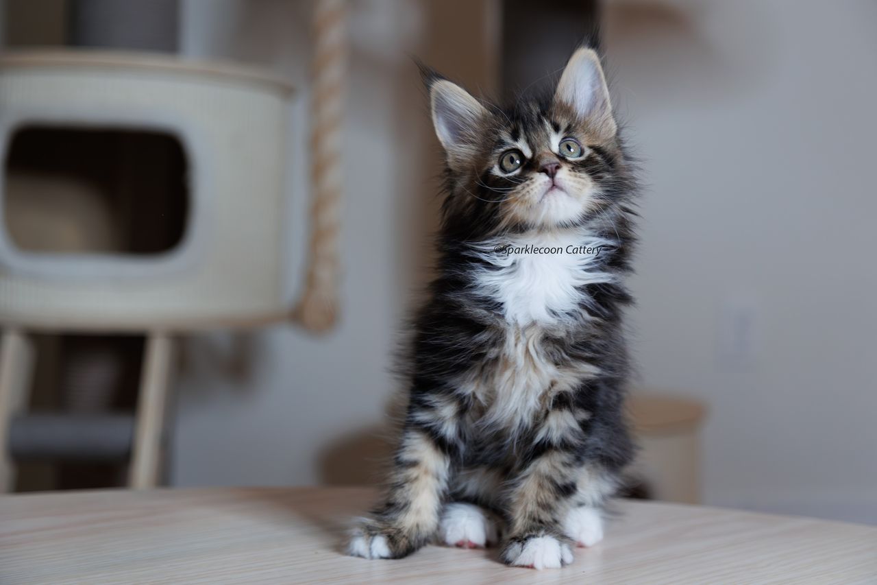 Marzipan - Brown Classic Tabby with White - litter truffle 2023 10 21 sixth born 4 — Maine Coon