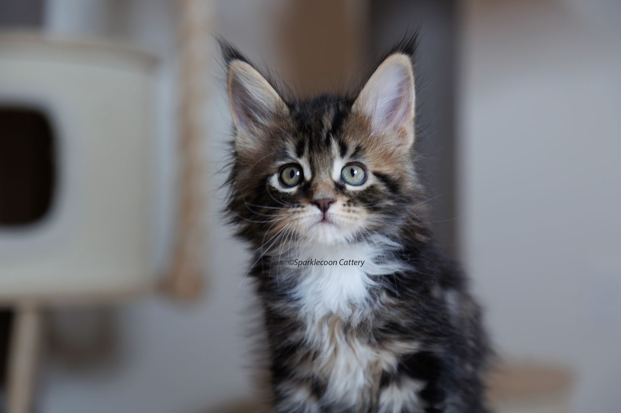Marzipan - Brown Classic Tabby with White - litter truffle 2023 10 21 sixth born 5 — Maine Coon