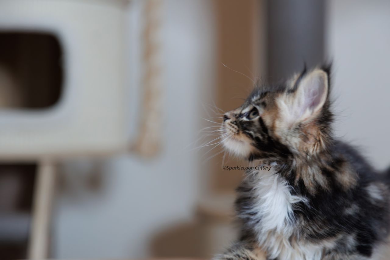 Marzipan - Brown Classic Tabby with White - litter truffle 2023 10 21 sixth born 6 — Maine Coon