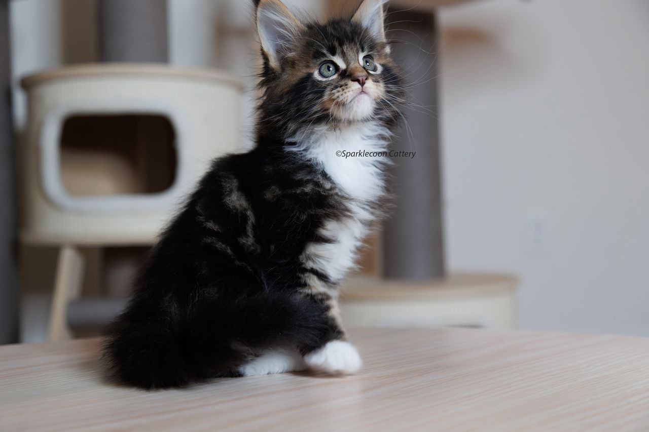 Orzo - Brown Classic Tabby with White - litter truffle 2023 10 21 third born 1 — Maine Coon