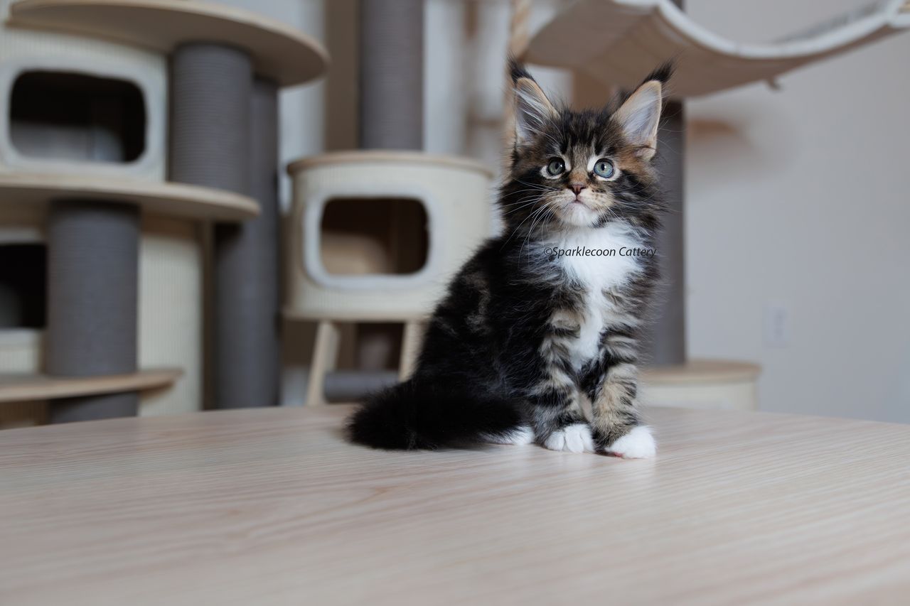 Orzo - Brown Classic Tabby with White - litter truffle 2023 10 21 third born 2 — Maine Coon
