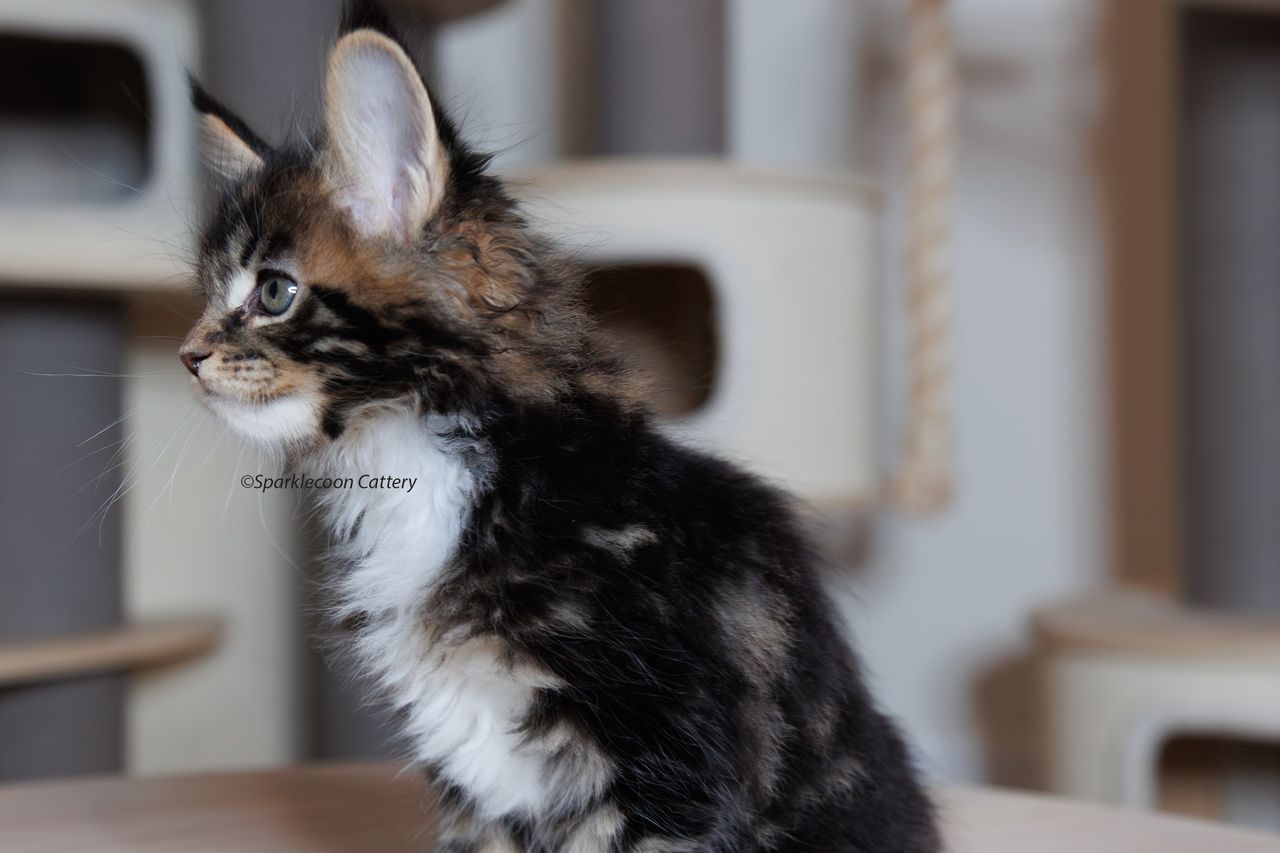 Orzo - Brown Classic Tabby with White - litter truffle 2023 10 21 third born 3 — Maine Coon