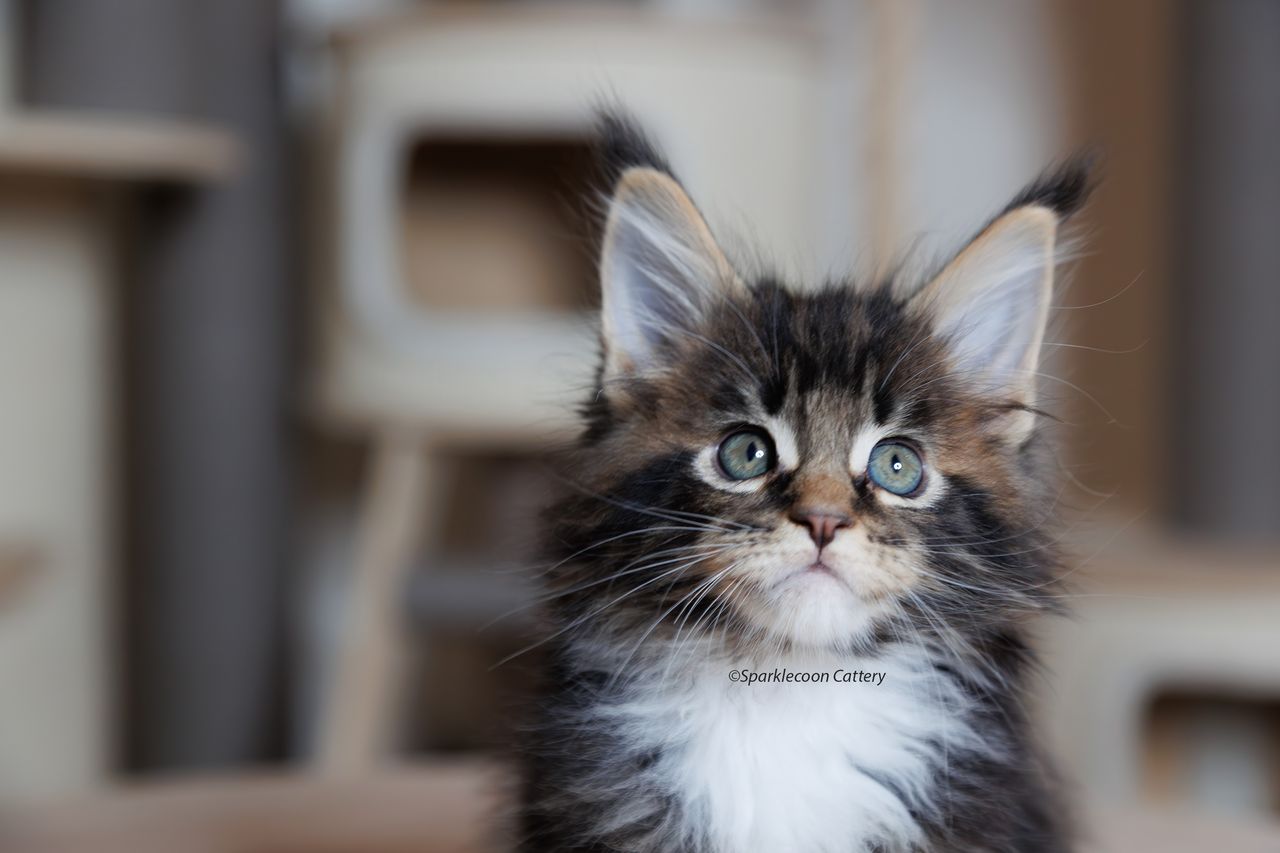 Orzo - Brown Classic Tabby with White - litter truffle 2023 10 21 third born 4 — Maine Coon
