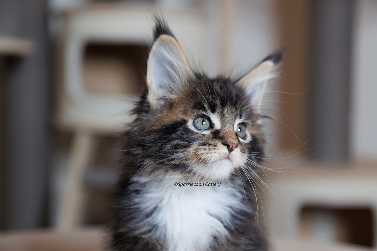 Orzo - Brown Classic Tabby with White - litter truffle 2023 10 21 third born 5 — Maine Coon