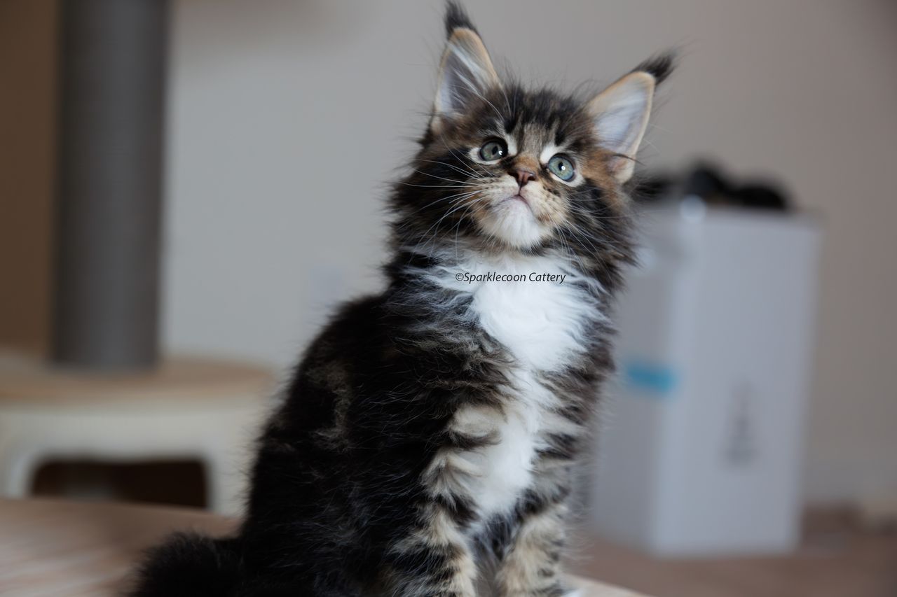 Orzo - Brown Classic Tabby with White - litter truffle 2023 10 21 third born 6 — Maine Coon
