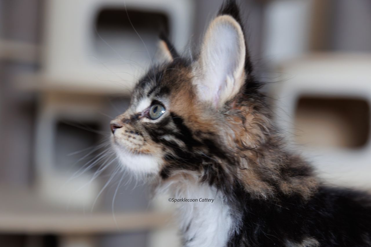 Orzo - Brown Classic Tabby with White - litter truffle 2023 10 21 third born 8 — Maine Coon