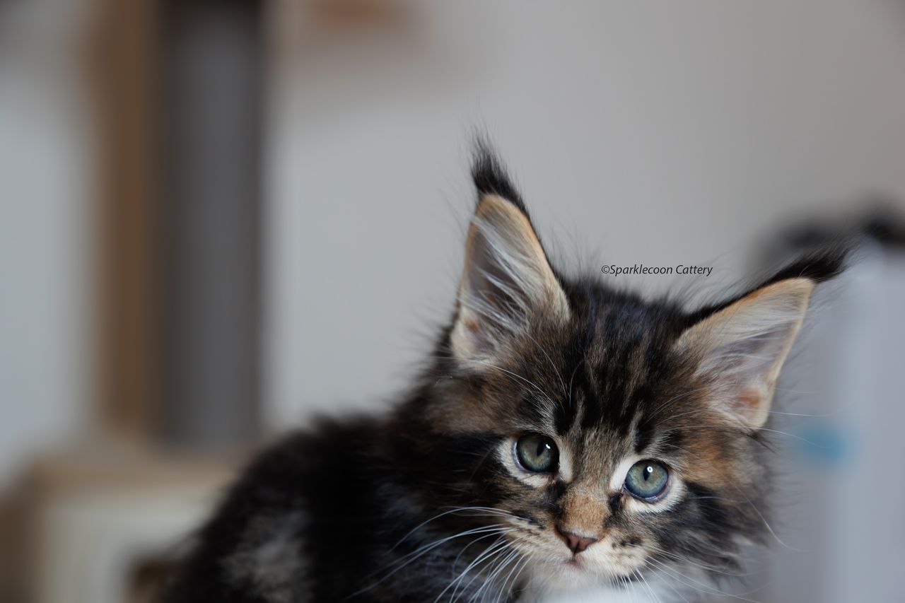 Orzo - Brown Classic Tabby with White - litter truffle 2023 10 21 third born 9 — Maine Coon