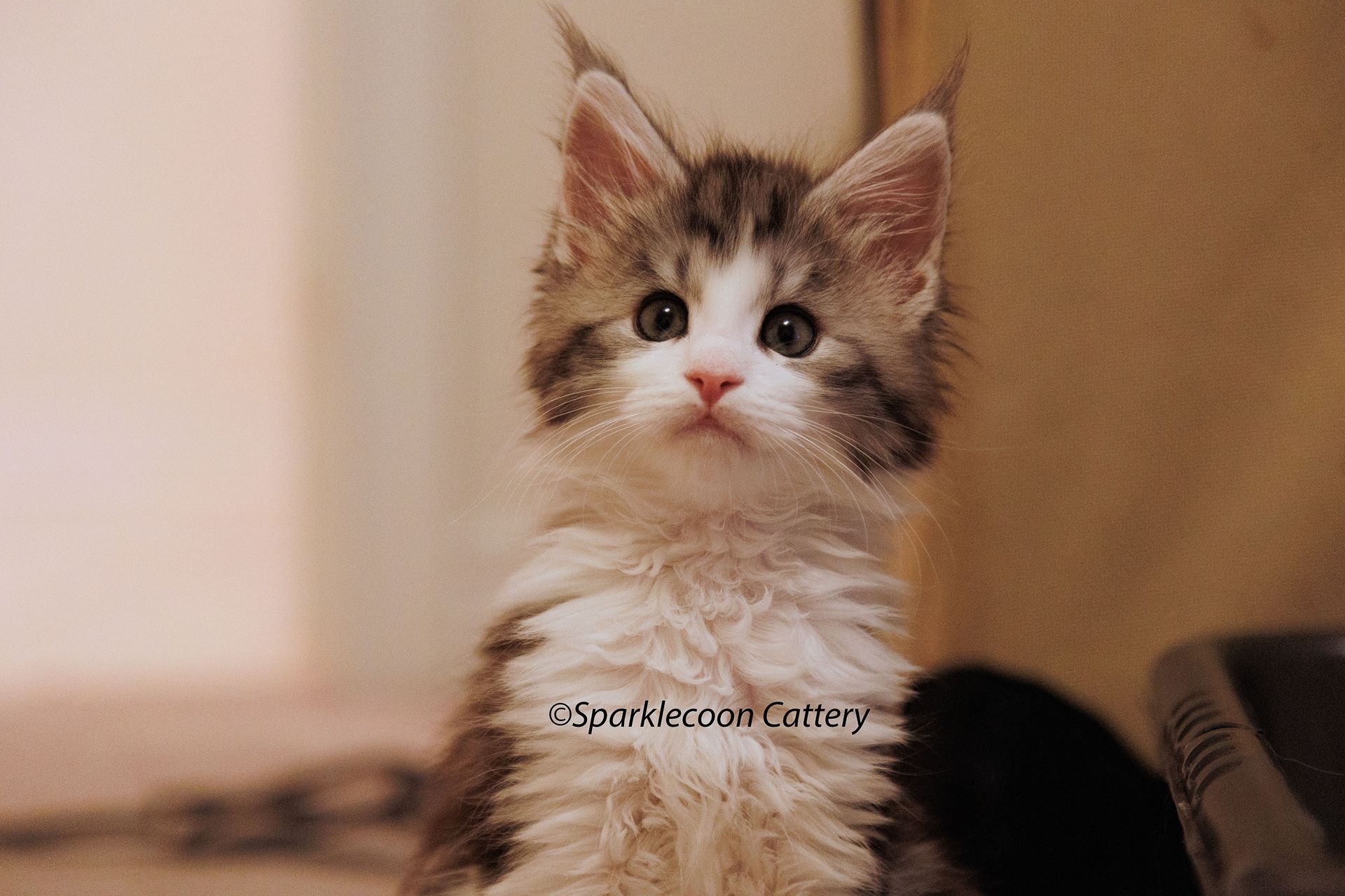 Loopy — Maine Coon kitten
