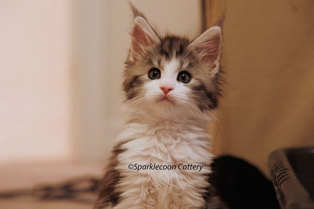 Loopy - Black Silver Classic Tabby and White - litter truffle 2024 07 14 singleton 1 — Maine Coon