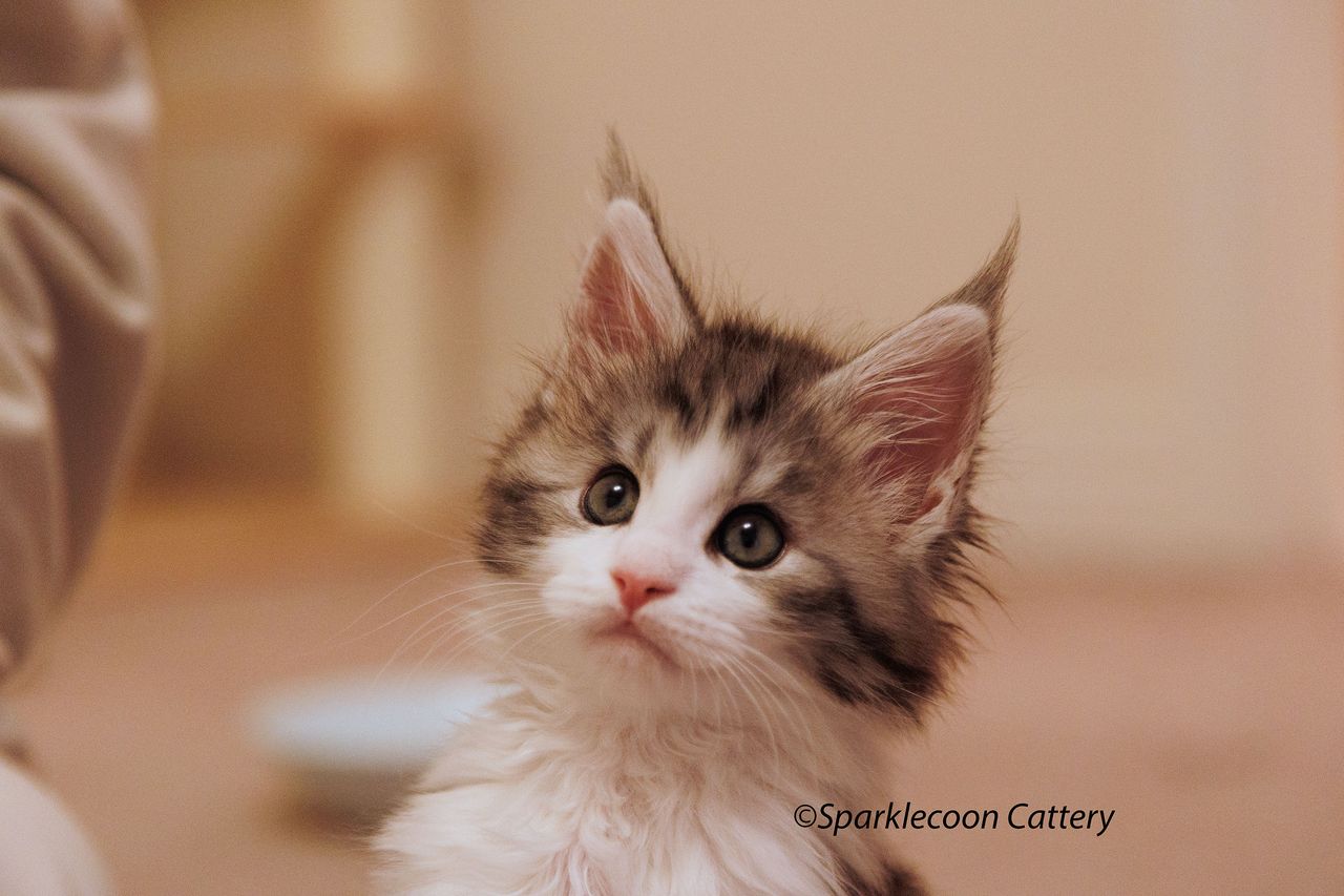 Loopy - Black Silver Classic Tabby and White - litter truffle 2024 07 14 singleton 10 — Maine Coon