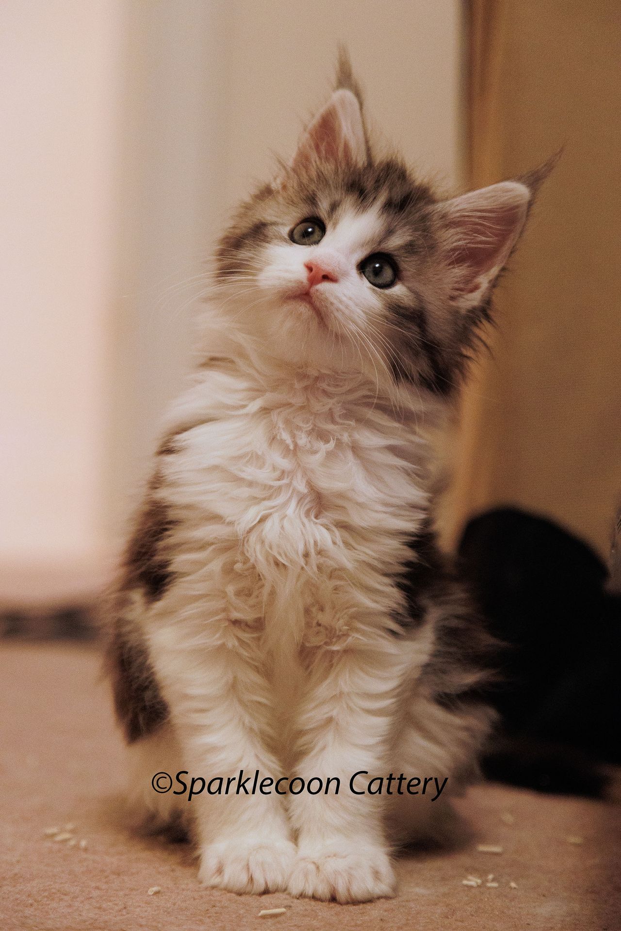 Loopy - Black Silver Classic Tabby and White - litter truffle 2024 07 14 singleton 2 — Maine Coon