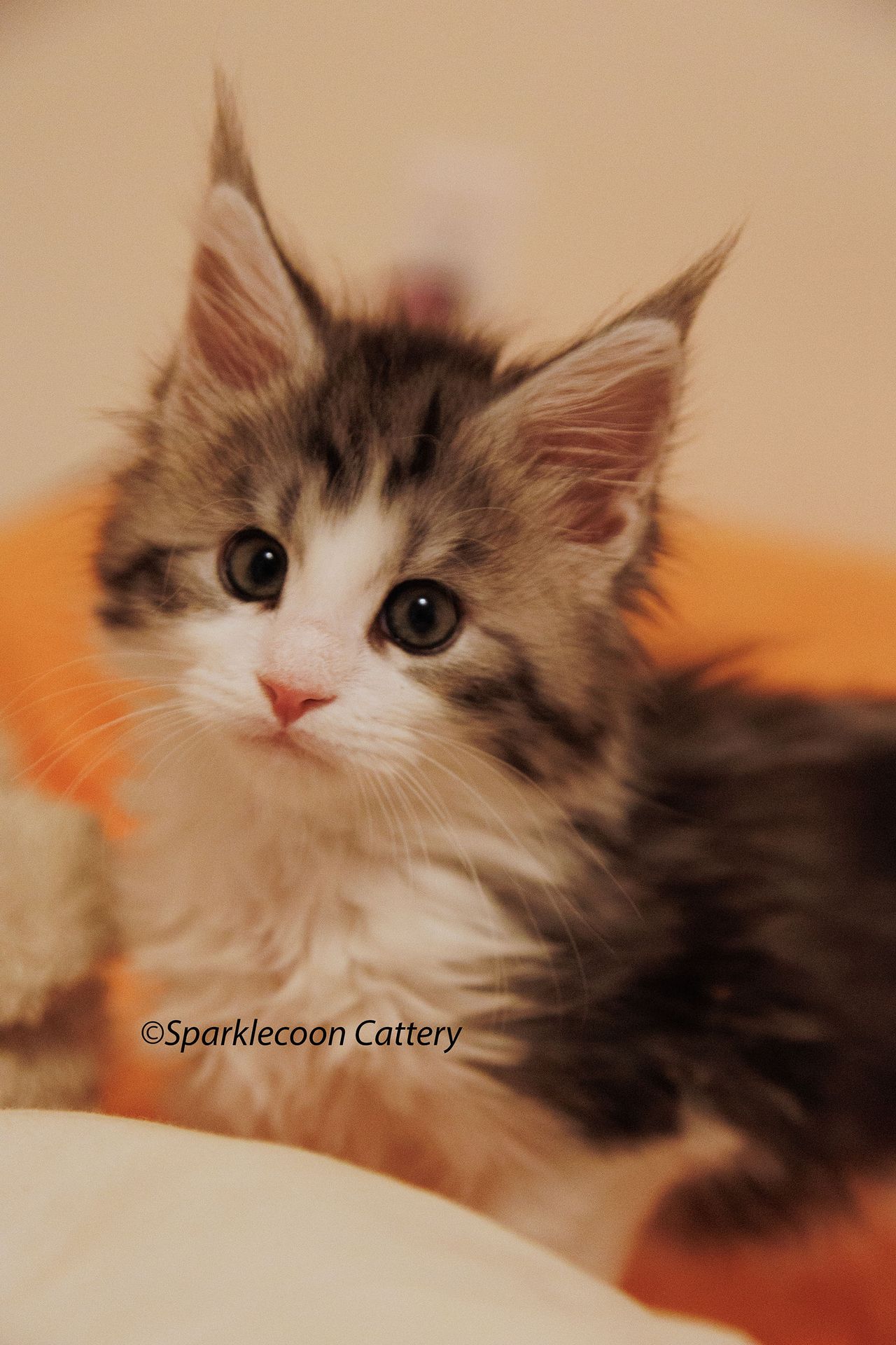 Loopy - Black Silver Classic Tabby and White - litter truffle 2024 07 14 singleton 3 — Maine Coon