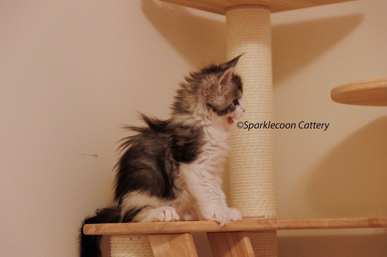 Loopy - Black Silver Classic Tabby and White - litter truffle 2024 07 14 singleton 4 — Maine Coon