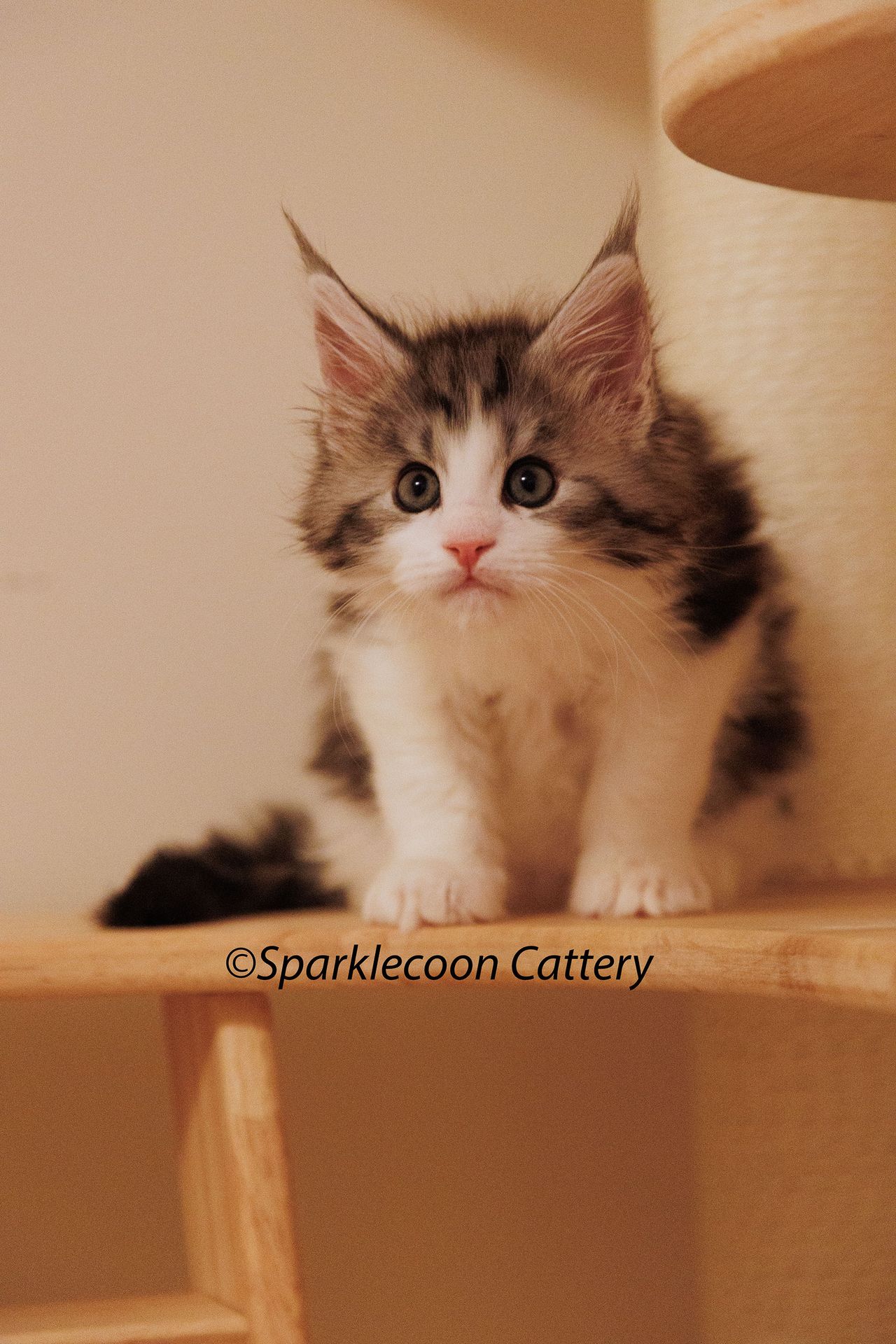 Loopy - Black Silver Classic Tabby and White - litter truffle 2024 07 14 singleton 5 — Maine Coon