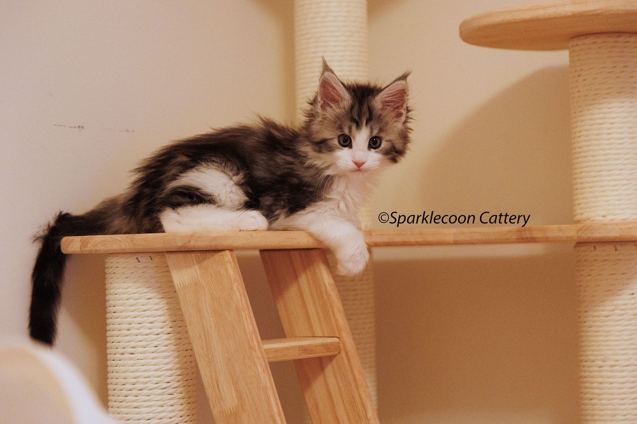 Loopy - Black Silver Classic Tabby and White - litter truffle 2024 07 14 singleton 6 — Maine Coon