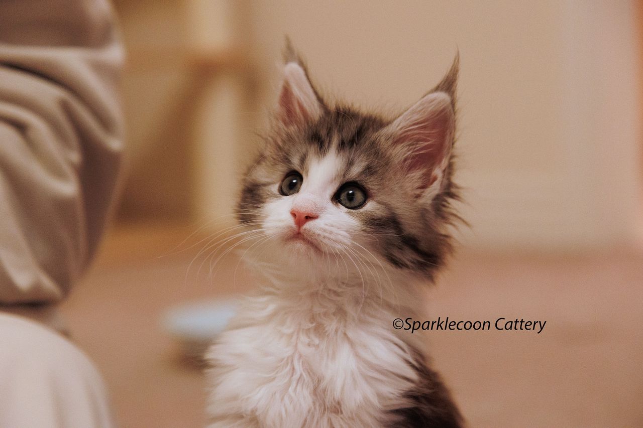 Loopy - Black Silver Classic Tabby and White - litter truffle 2024 07 14 singleton 7 — Maine Coon