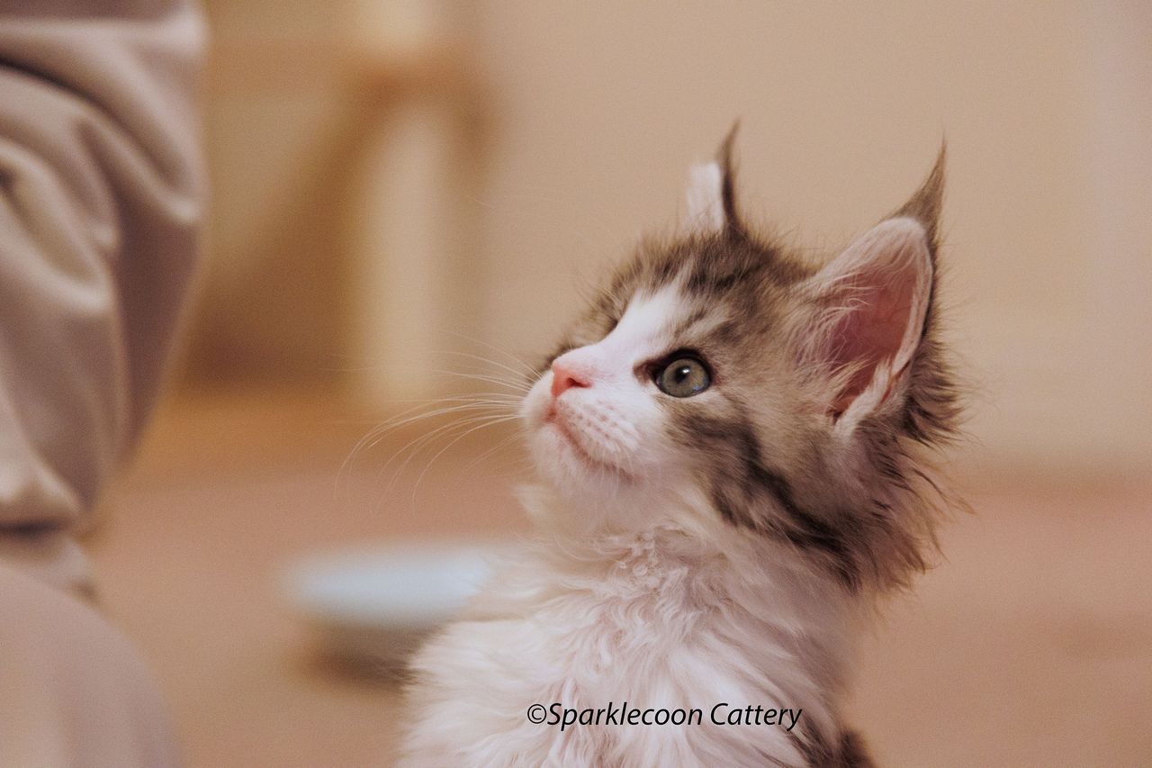 Loopy - Black Silver Classic Tabby and White - litter truffle 2024 07 14 singleton 8 — Maine Coon