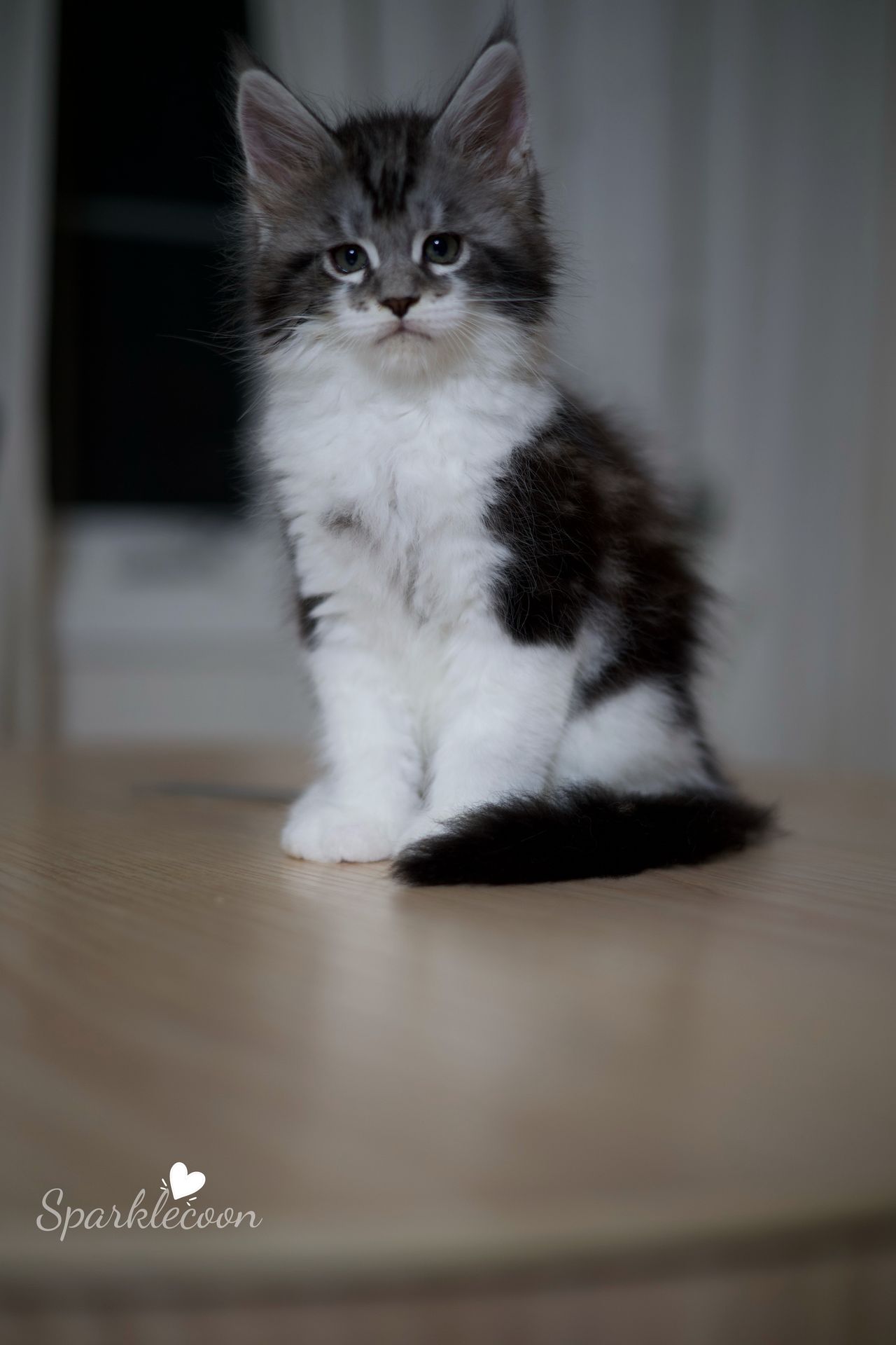 Eighth Born - Black Silver Classic Tabby with White - litter truffle 2025 07 03 eighth born 1 — Maine Coon