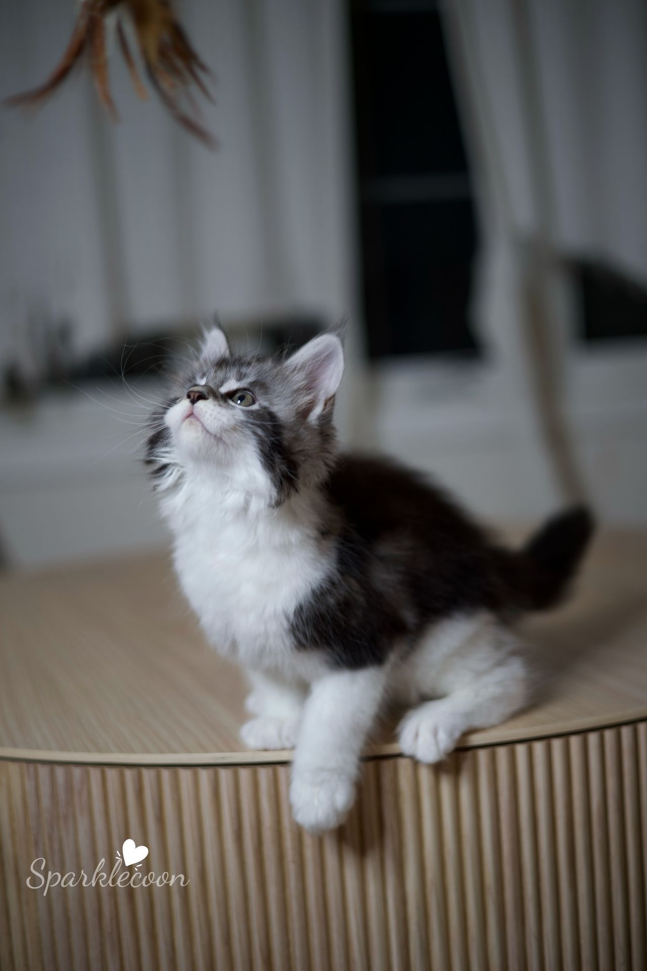 Eighth Born - Black Silver Classic Tabby with White - litter truffle 2025 07 03 eighth born 10 — Maine Coon