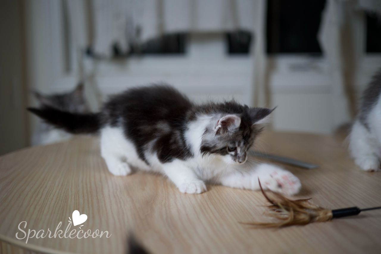 Eighth Born - Black Silver Classic Tabby with White - litter truffle 2025 07 03 eighth born 11 — Maine Coon