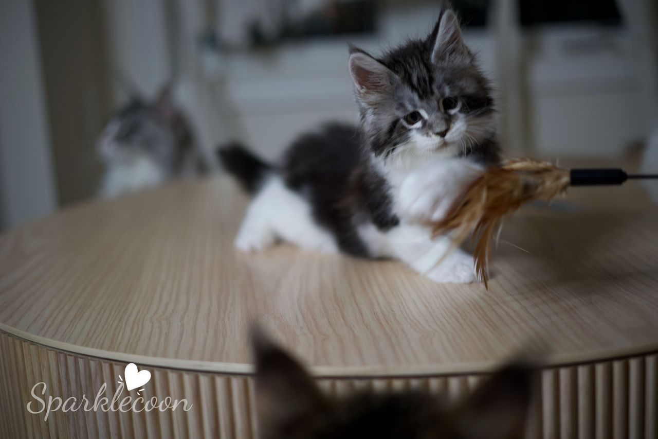 Eighth Born - Black Silver Classic Tabby with White - litter truffle 2025 07 03 eighth born 12 — Maine Coon