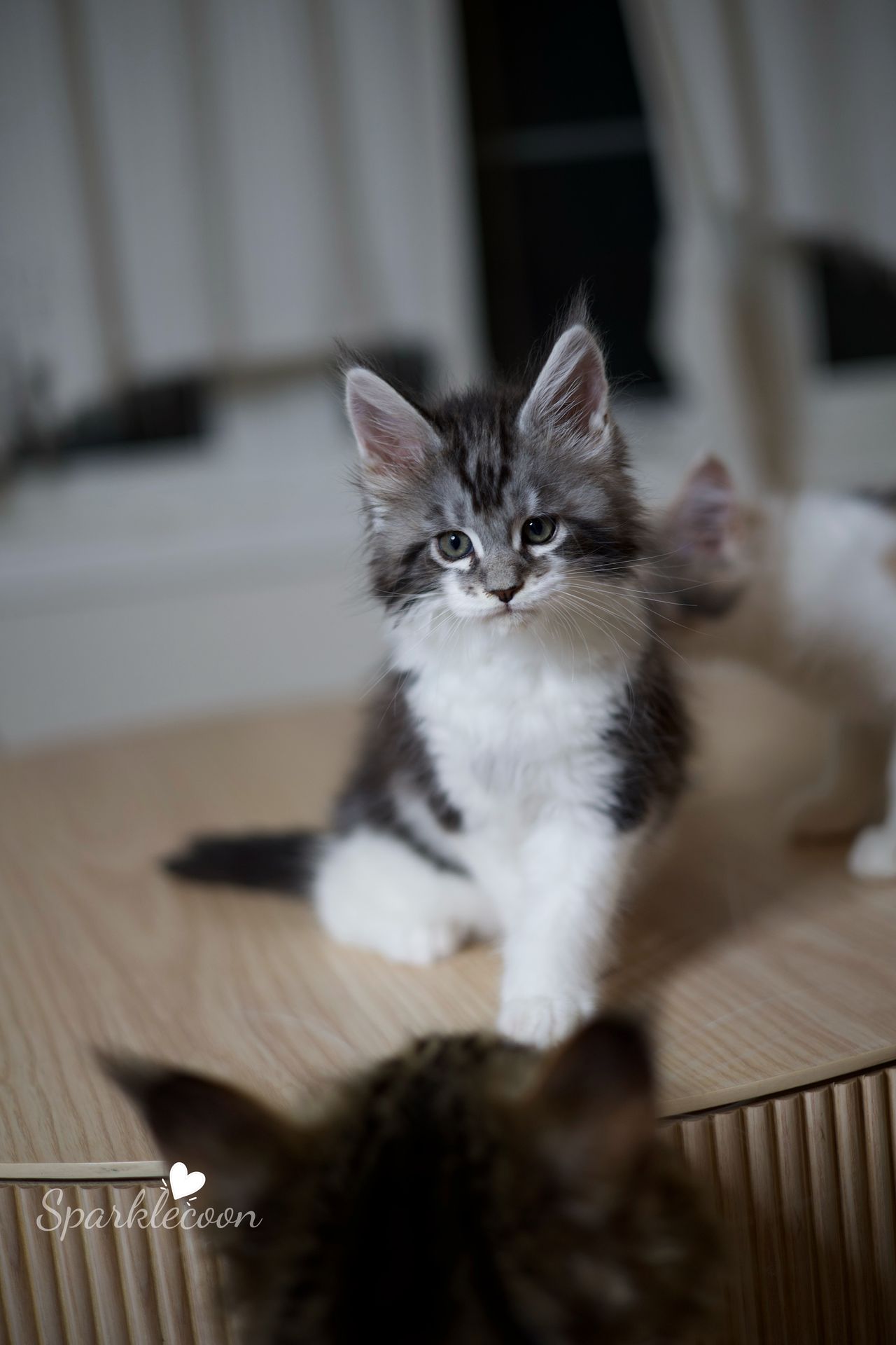 Eighth Born - Black Silver Classic Tabby with White - litter truffle 2025 07 03 eighth born 13 — Maine Coon