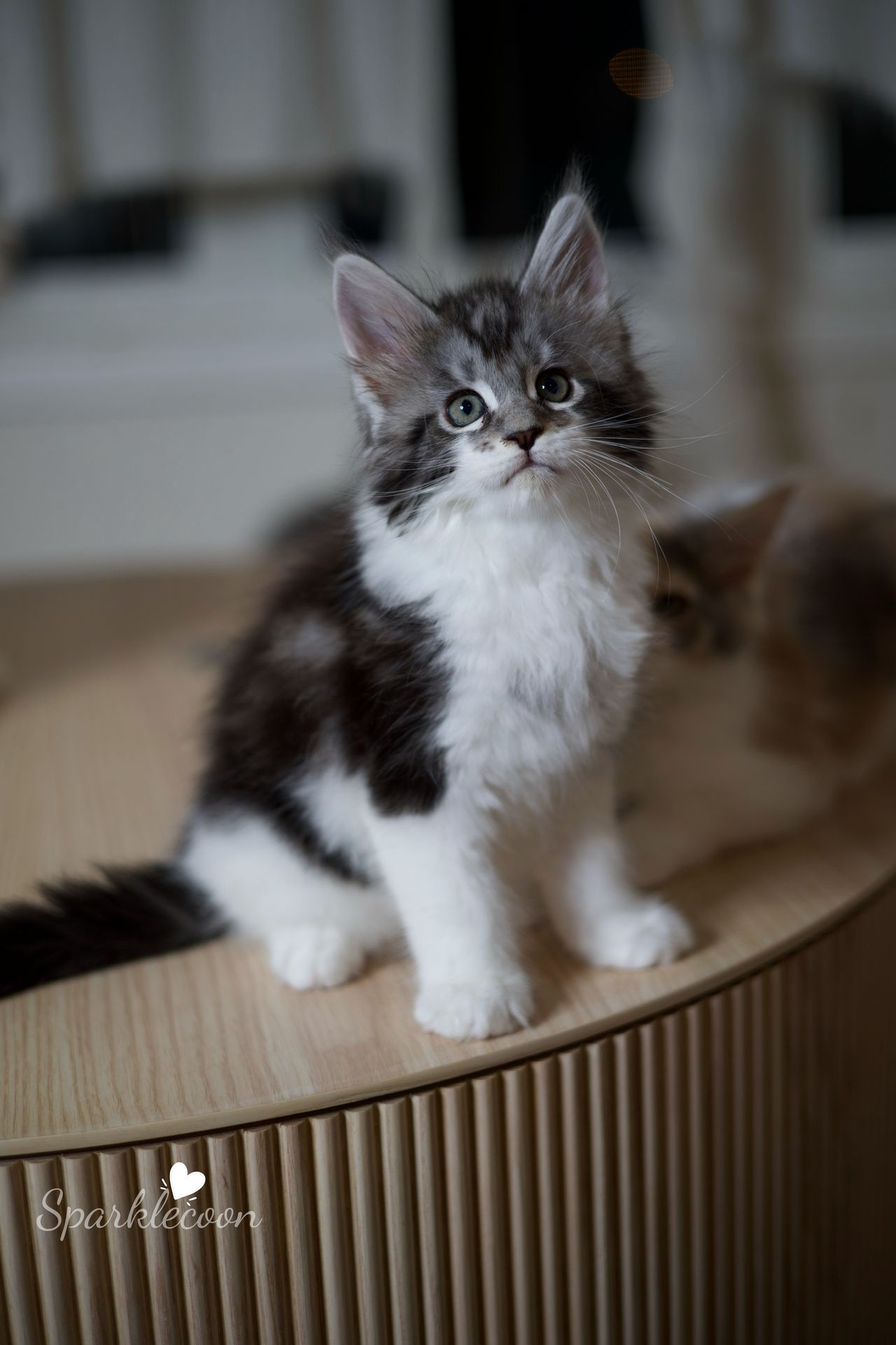 Eighth Born - Black Silver Classic Tabby with White - litter truffle 2025 07 03 eighth born 14 — Maine Coon