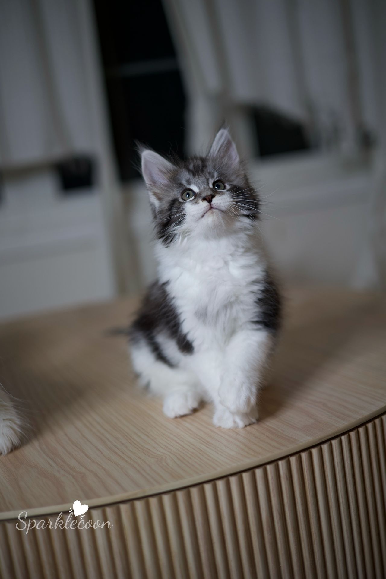 Eighth Born - Black Silver Classic Tabby with White - litter truffle 2025 07 03 eighth born 15 — Maine Coon