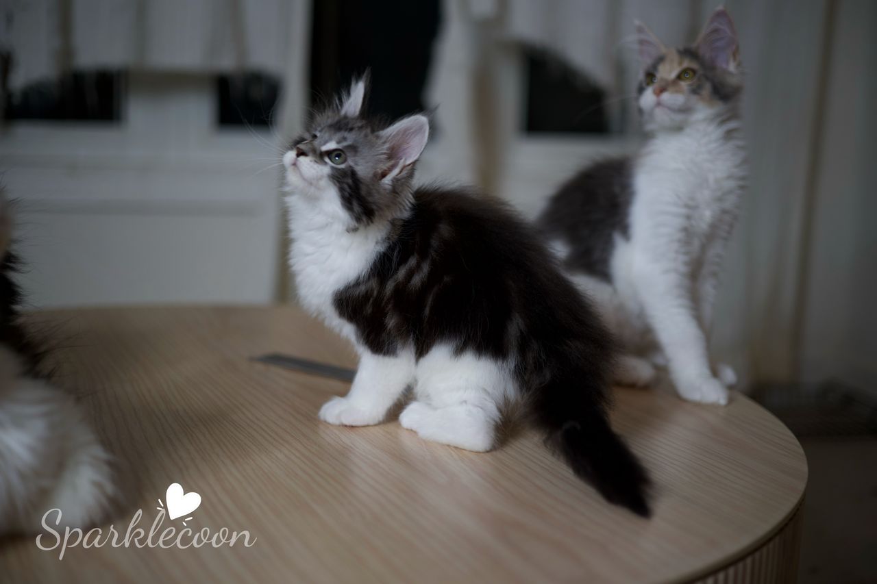 Eighth Born - Black Silver Classic Tabby with White - litter truffle 2025 07 03 eighth born 16 — Maine Coon