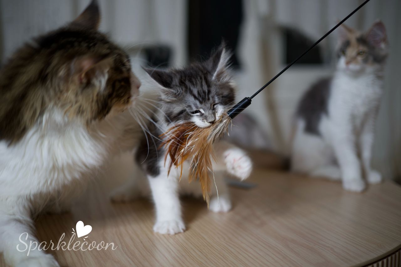 Eighth Born - Black Silver Classic Tabby with White - litter truffle 2025 07 03 eighth born 17 — Maine Coon
