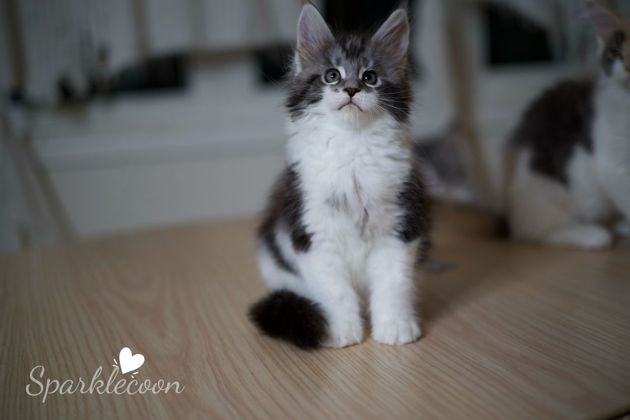Eighth Born - Black Silver Classic Tabby with White - litter truffle 2025 07 03 eighth born 18 — Maine Coon