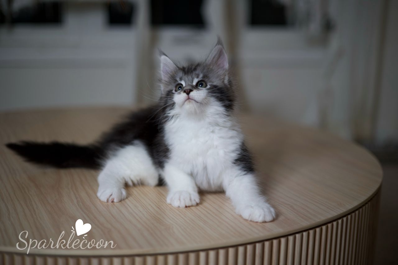 Eighth Born - Black Silver Classic Tabby with White - litter truffle 2025 07 03 eighth born 19 — Maine Coon