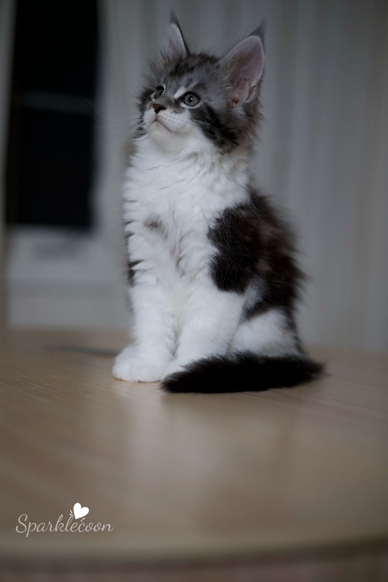 Eighth Born - Black Silver Classic Tabby with White - litter truffle 2025 07 03 eighth born 2 — Maine Coon