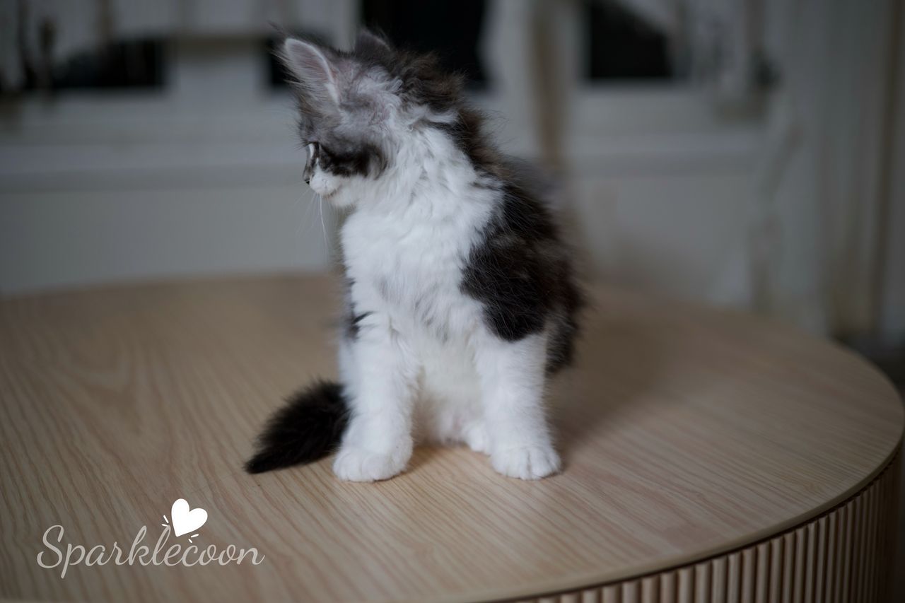 Eighth Born - Black Silver Classic Tabby with White - litter truffle 2025 07 03 eighth born 20 — Maine Coon