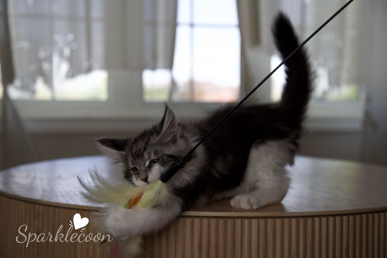 Eighth Born - Black Silver Classic Tabby with White - litter truffle 2025 07 03 eighth born 21 — Maine Coon