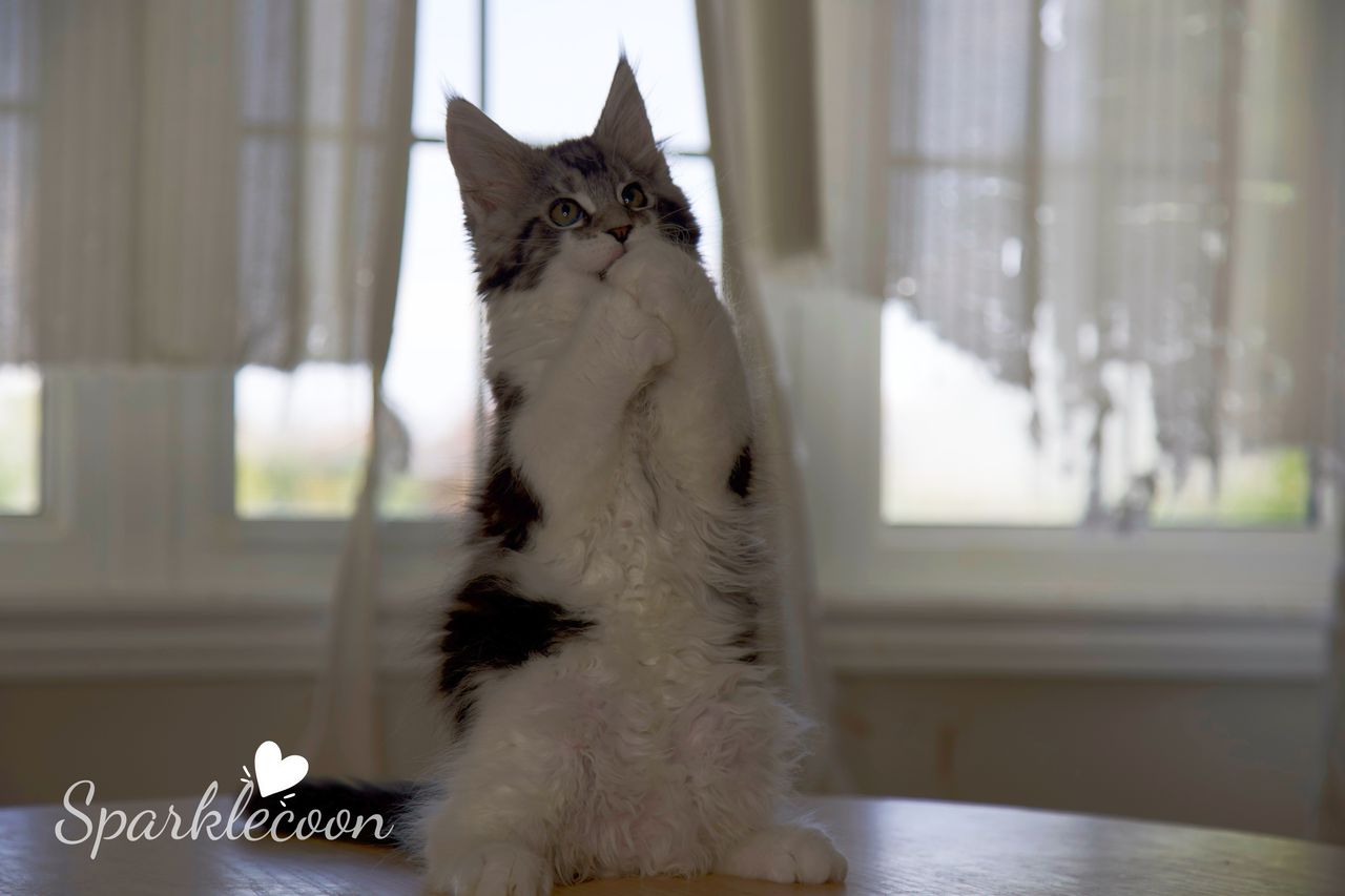 Eighth Born - Black Silver Classic Tabby with White - litter truffle 2025 07 03 eighth born 22 — Maine Coon