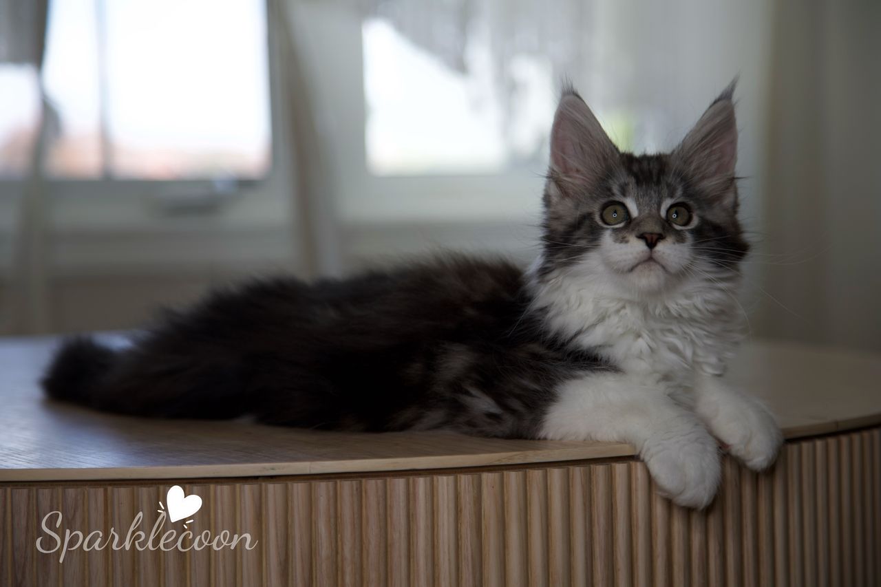 Eighth Born - Black Silver Classic Tabby with White - litter truffle 2025 07 03 eighth born 23 — Maine Coon
