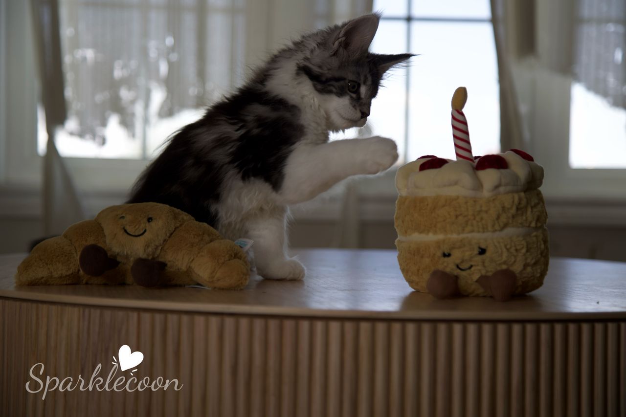 Eighth Born - Black Silver Classic Tabby with White - litter truffle 2025 07 03 eighth born 24 — Maine Coon