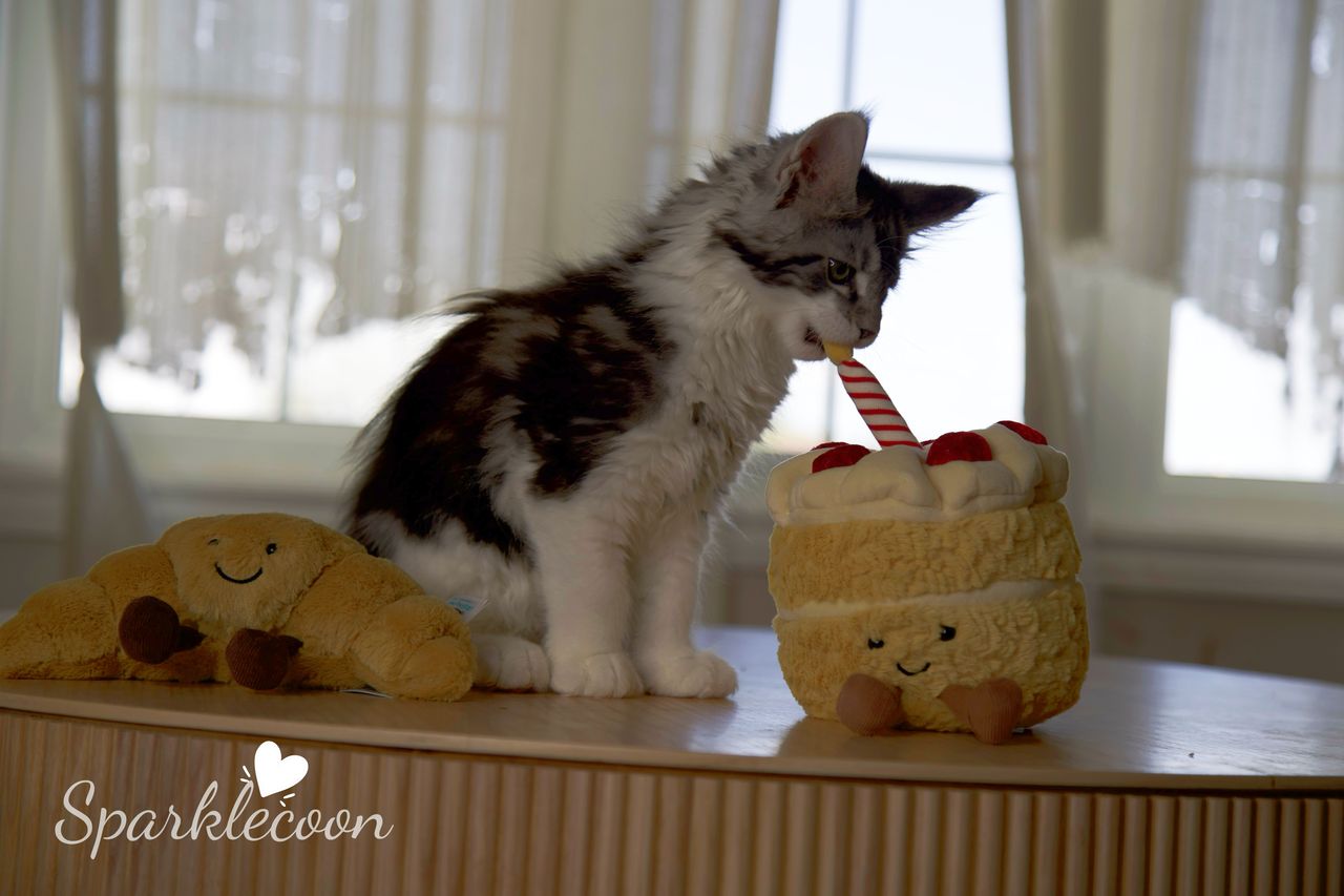 Eighth Born - Black Silver Classic Tabby with White - litter truffle 2025 07 03 eighth born 25 — Maine Coon