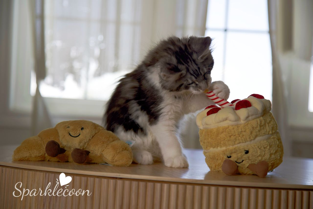 Eighth Born - Black Silver Classic Tabby with White - litter truffle 2025 07 03 eighth born 26 — Maine Coon