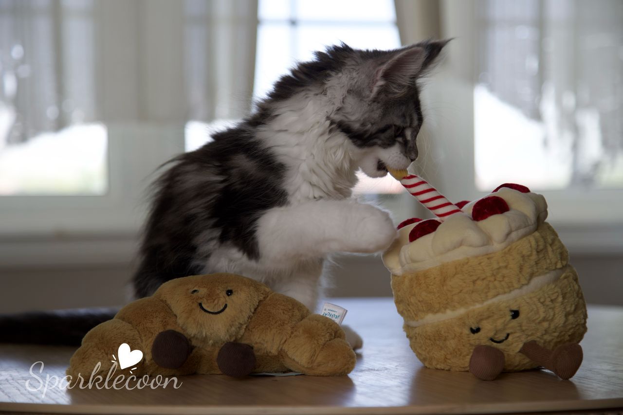 Eighth Born - Black Silver Classic Tabby with White - litter truffle 2025 07 03 eighth born 27 — Maine Coon