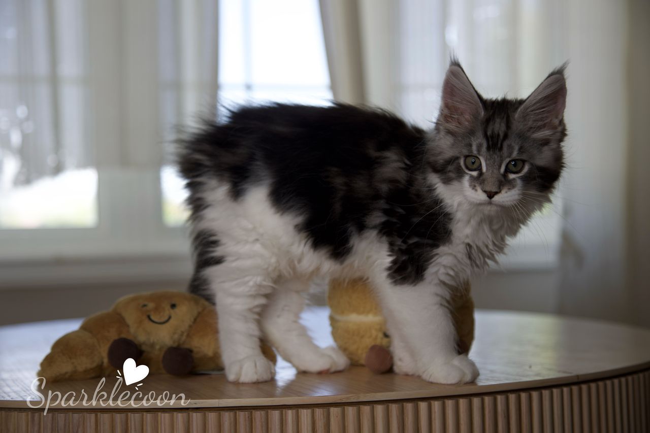 Eighth Born - Black Silver Classic Tabby with White - litter truffle 2025 07 03 eighth born 28 — Maine Coon
