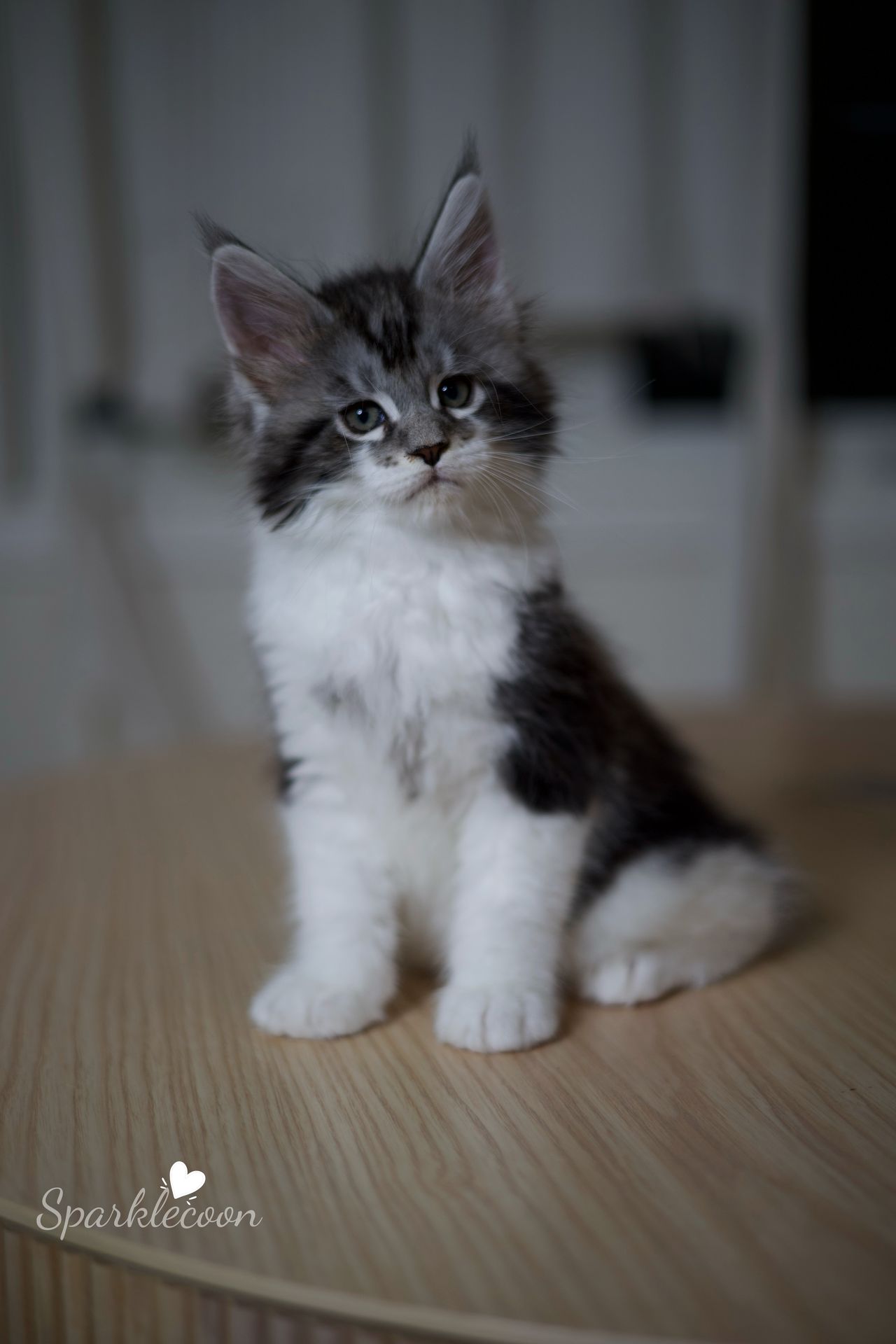 Eighth Born - Black Silver Classic Tabby with White - litter truffle 2025 07 03 eighth born 3 — Maine Coon