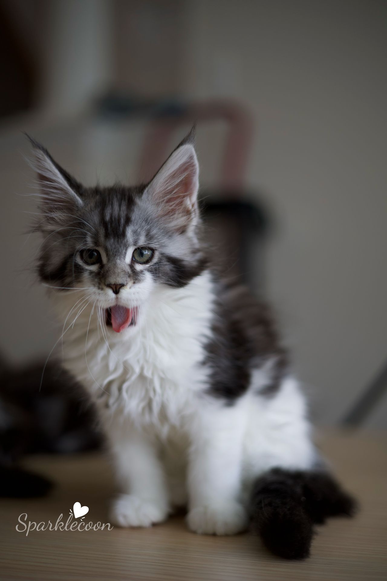 Eighth Born - Black Silver Classic Tabby with White - litter truffle 2025 07 03 eighth born 4 — Maine Coon