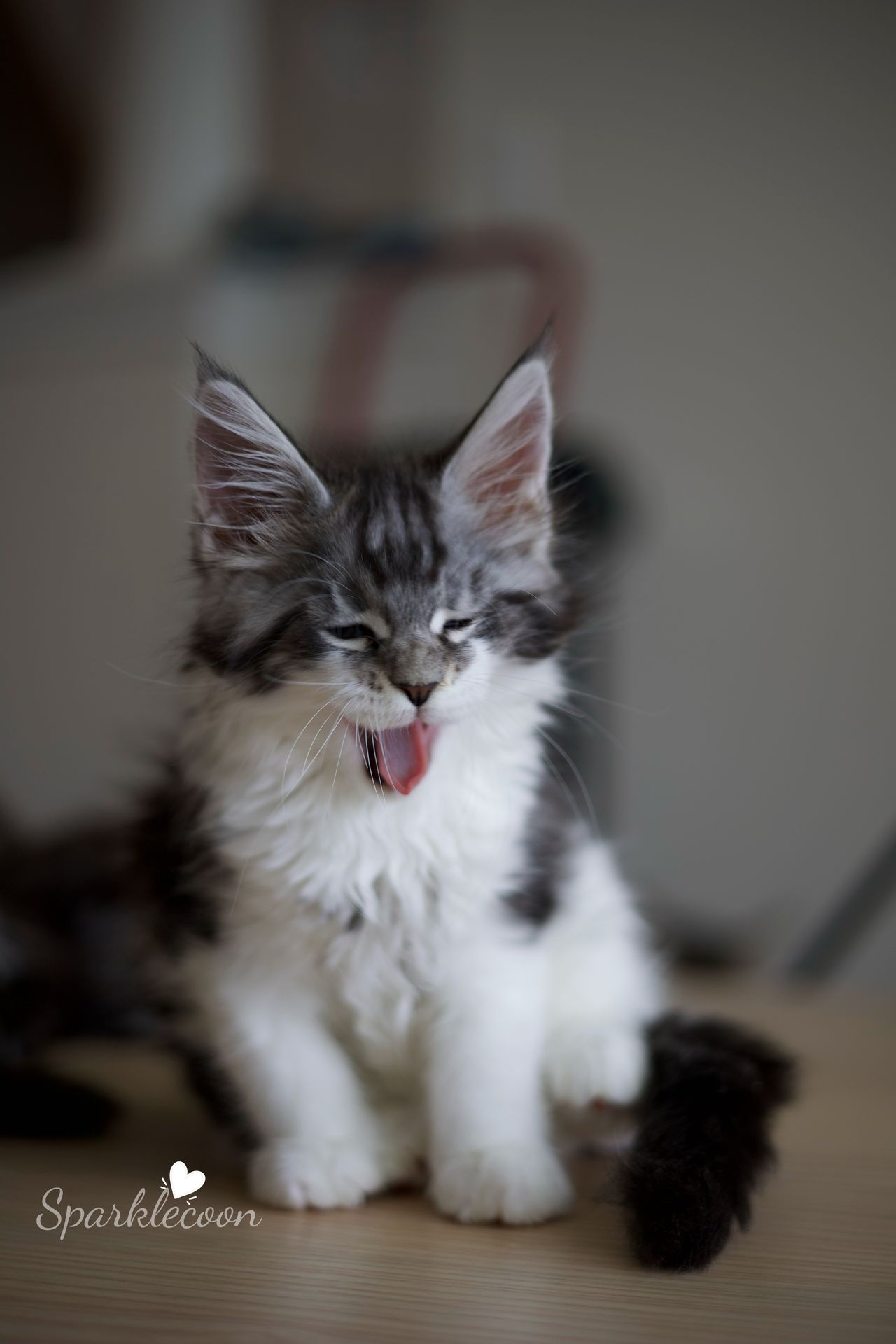 Eighth Born - Black Silver Classic Tabby with White - litter truffle 2025 07 03 eighth born 5 — Maine Coon