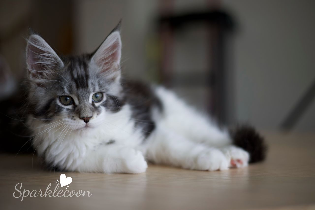 Eighth Born - Black Silver Classic Tabby with White - litter truffle 2025 07 03 eighth born 6 — Maine Coon