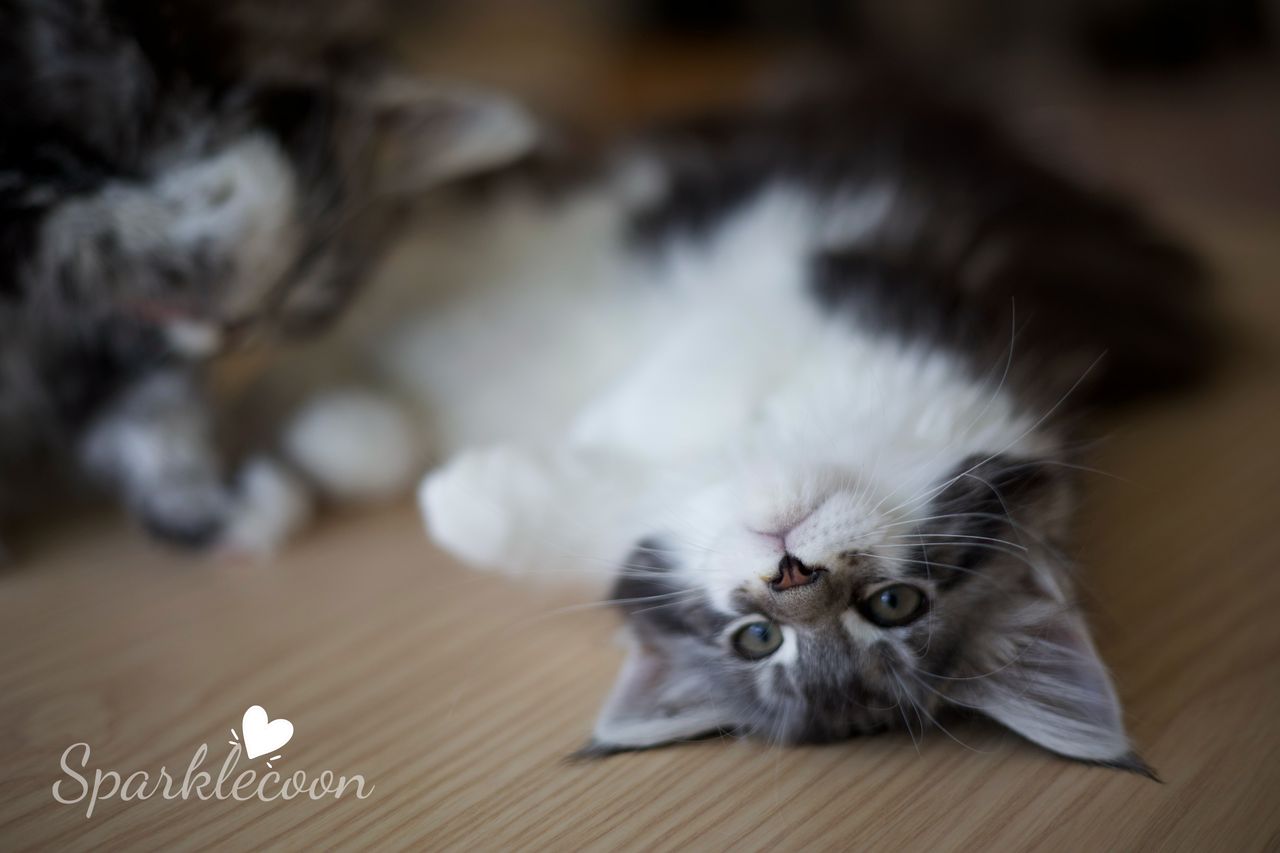 Eighth Born - Black Silver Classic Tabby with White - litter truffle 2025 07 03 eighth born 8 — Maine Coon